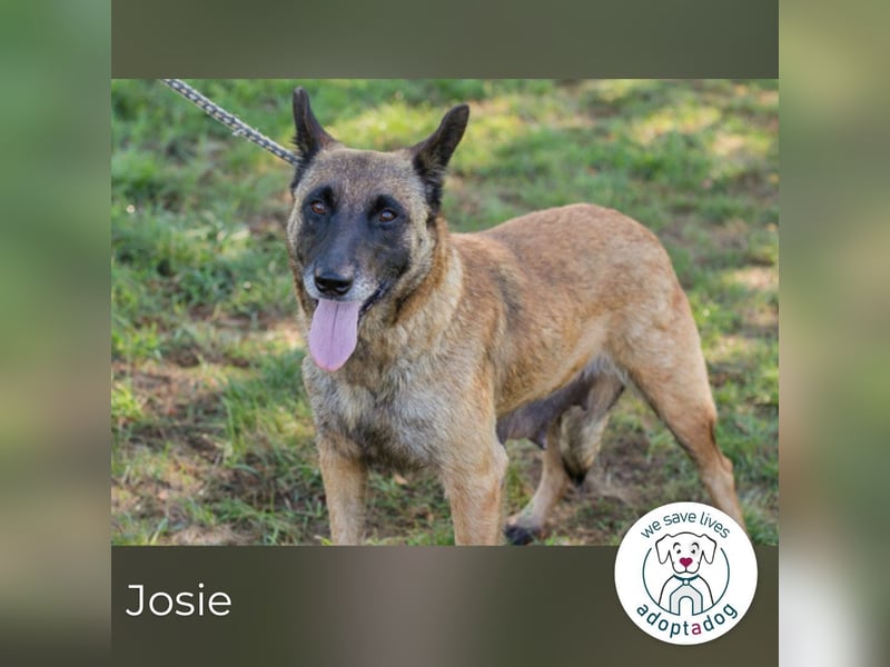 Josie 2221167 sucht ein zu Hause