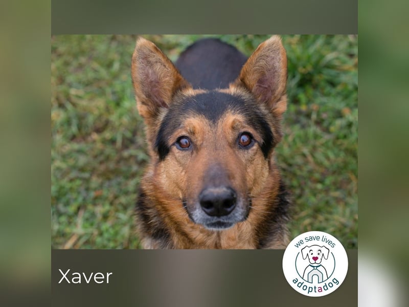 Xaver sucht ein Zuhause