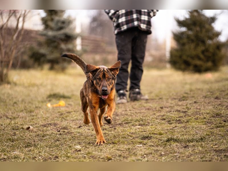 Freddy – Verspielter Entdecker sucht dich