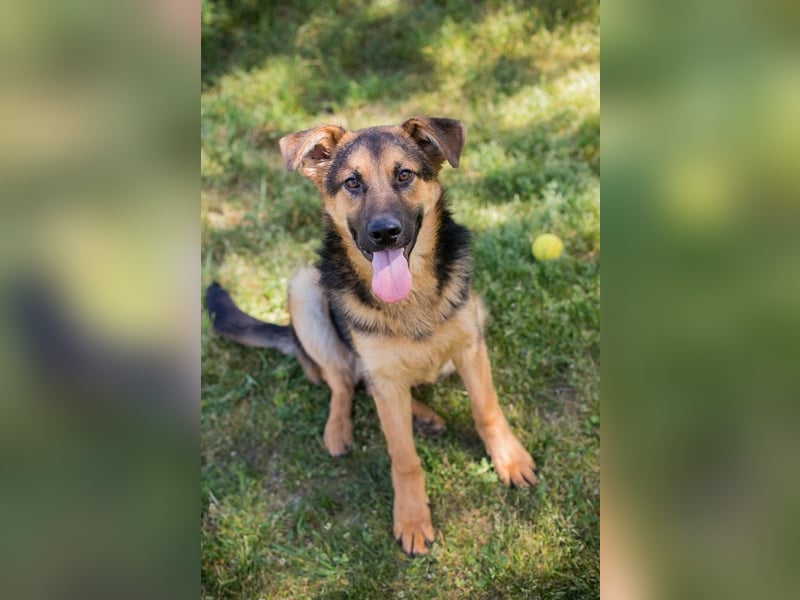 Chip 268137 sucht ein Zuhause