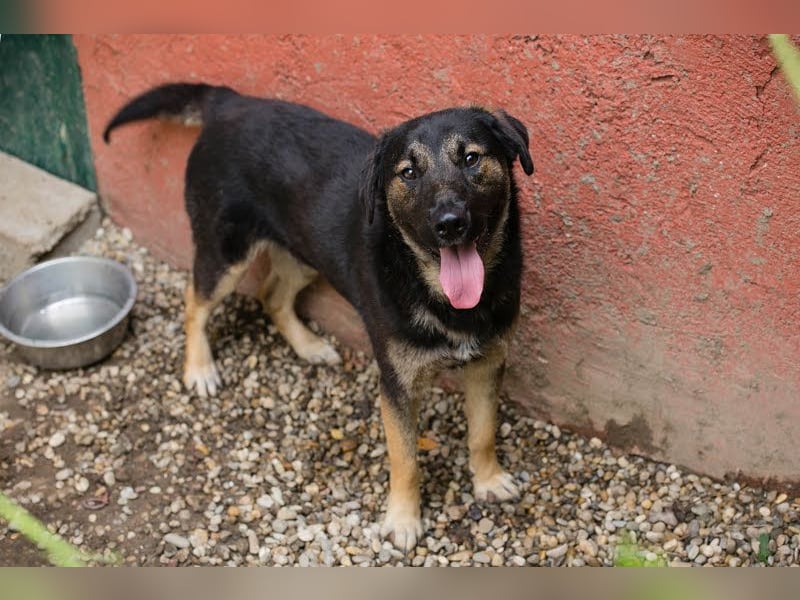 Maxi: Sonnenschein auf vier Beinen