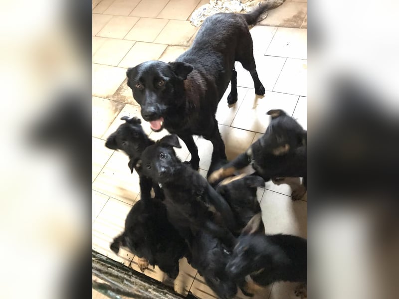 Sonja: Hundemama sucht Zuhause
