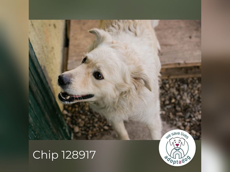 Chip 128917 sucht ein Zuhause