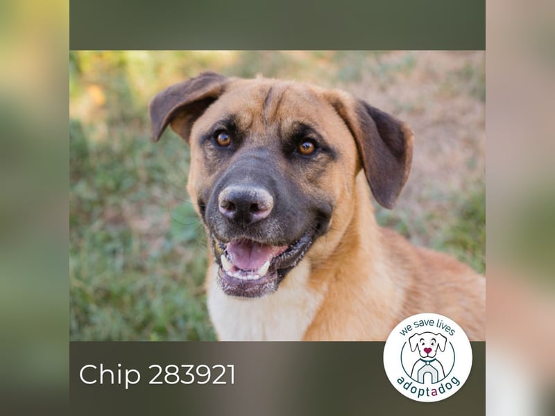 Chip 283921 sucht ein zu Hause