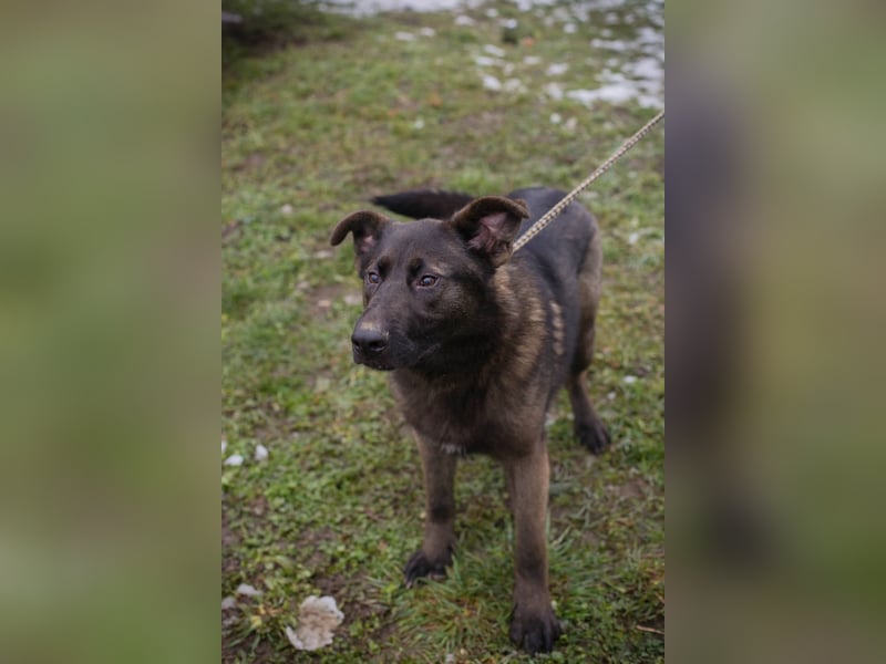 Titus: Fröhlicher Riese sucht Familie