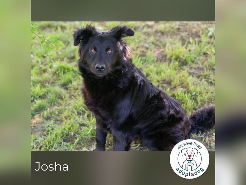 Josha sucht ein Zuhause