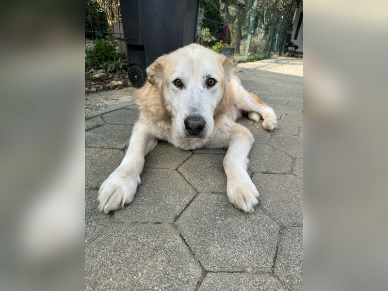 Nobby: Letzte Jahre in Geborgenheit
