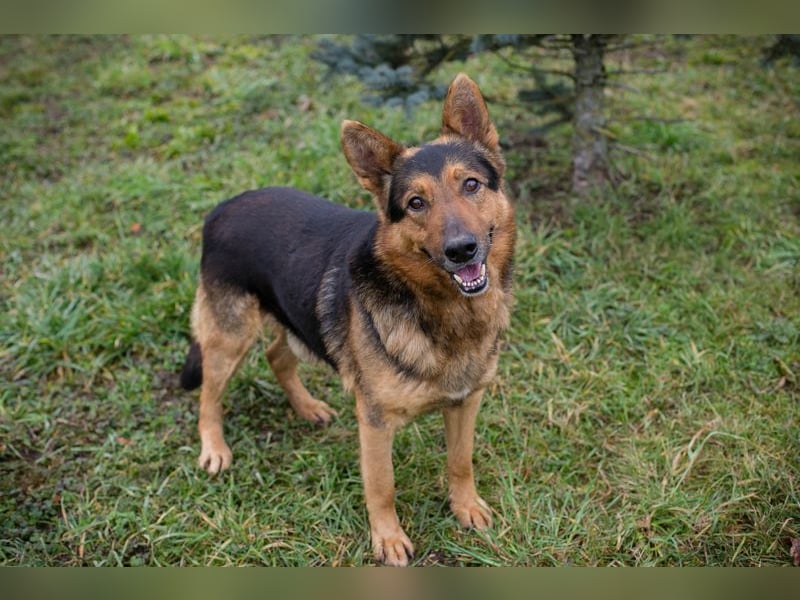 Xaver sucht ein Zuhause