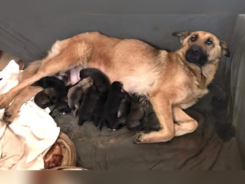 Fente: liebevolle Mama sucht fürsorgliches Zuhause