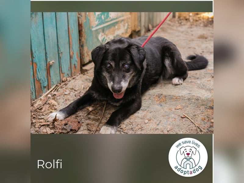 Rolfi sucht ein Zuhause
