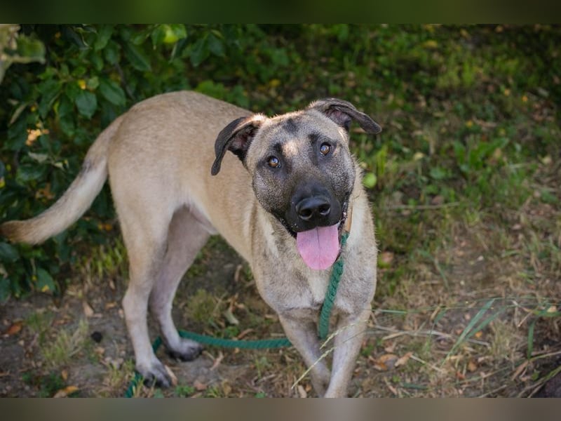 Atila sucht ein Zuhause