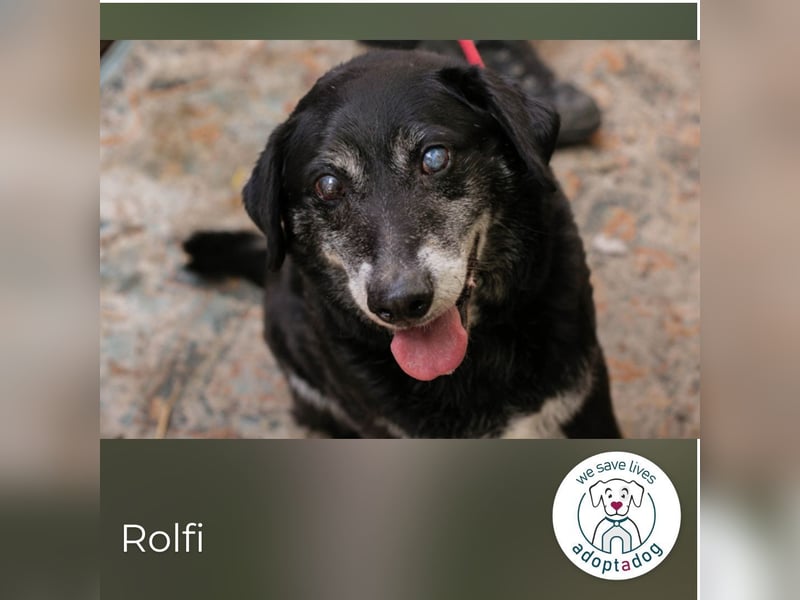 Rolfi sucht ein Zuhause