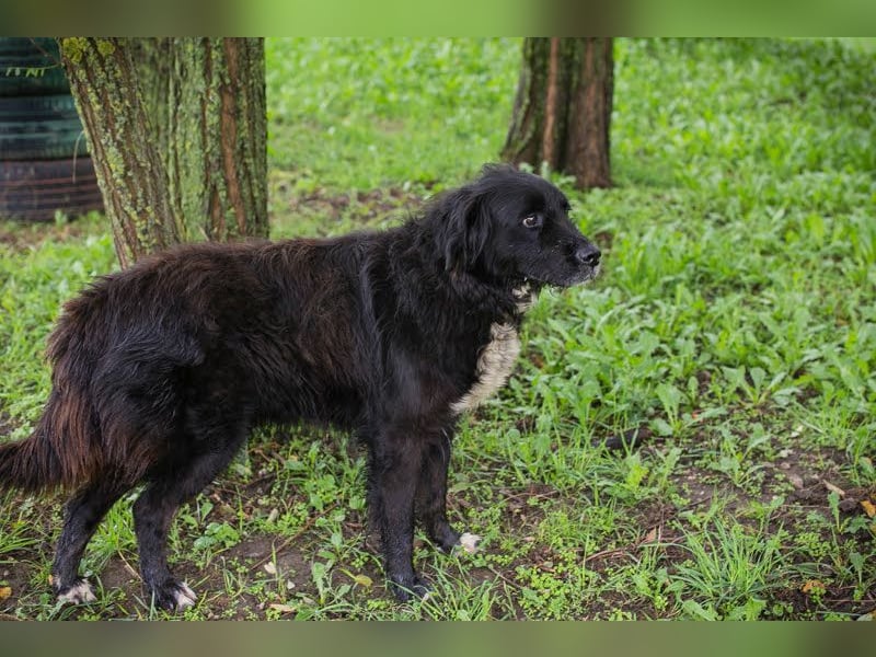 Solon: Tapferer Hundeopa