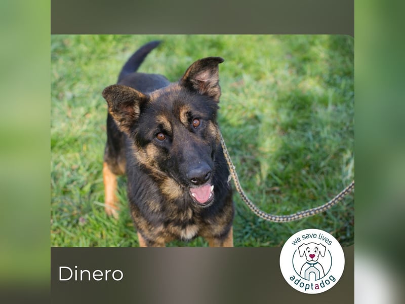 Dinero sucht ein Zuhause