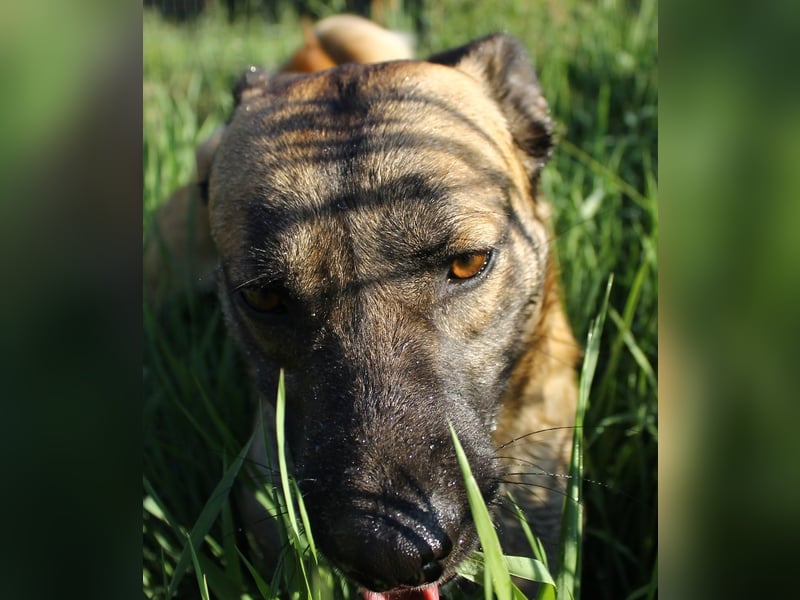 Santos: Aktiv mit grauer Schnauze