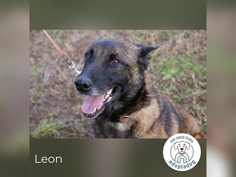 Leon 966431 sucht ein zu Hause