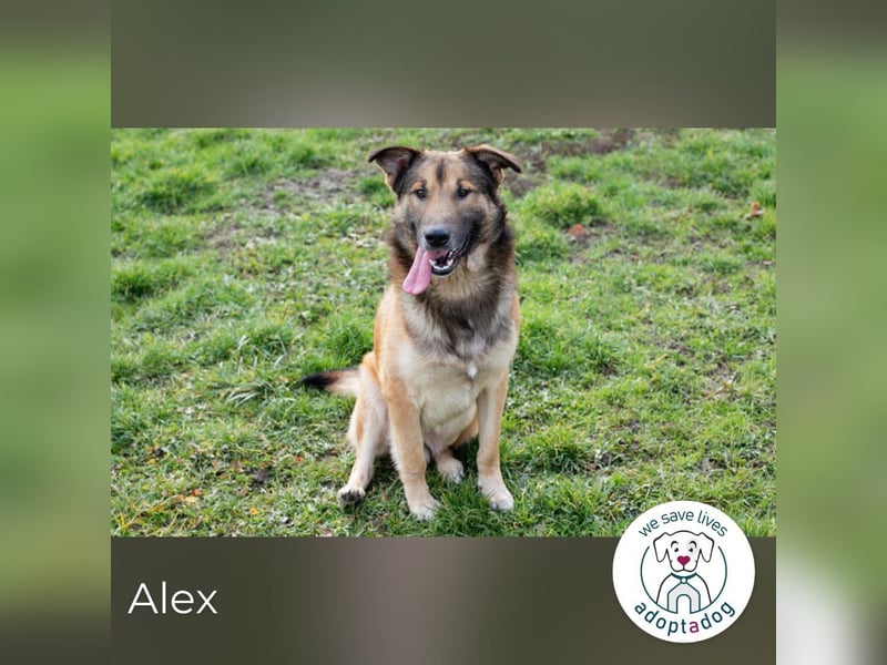 Alex 131805 sucht ein zu Hause