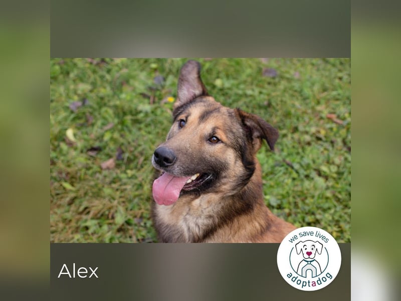Alex 131805 sucht ein zu Hause