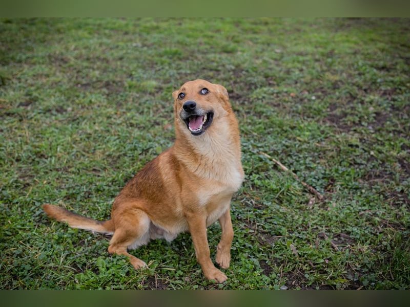 Odin sucht ein Zuhause