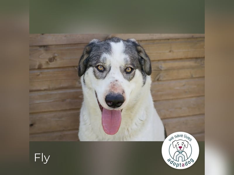 Fly 149428 sucht ein zu Hause