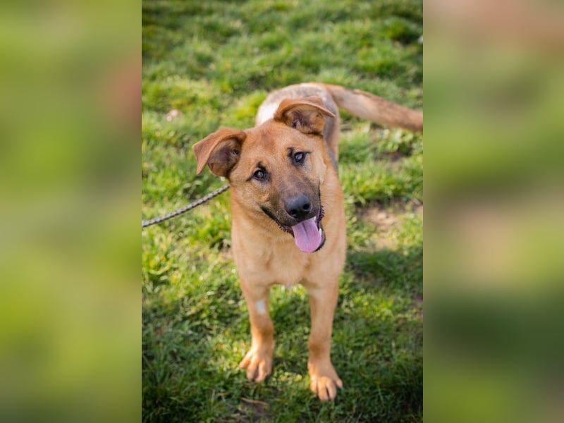 Chip 271878 sucht ein Zuhause