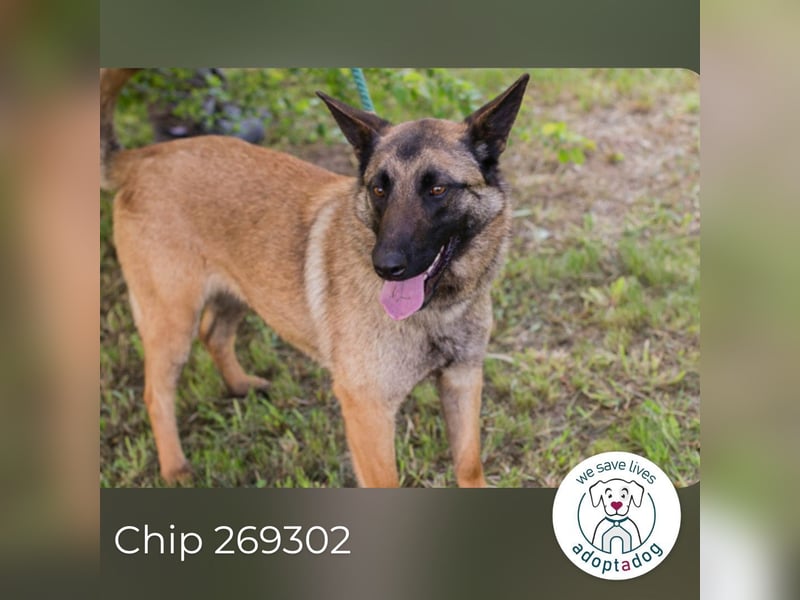 Chip 269302 sucht ein Zuhause