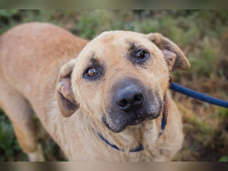 Milano sucht ein Zuhause
