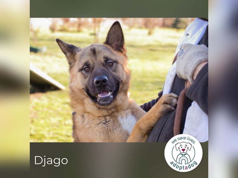 Djago: Fröhlicher Schatz zum Verlieben
