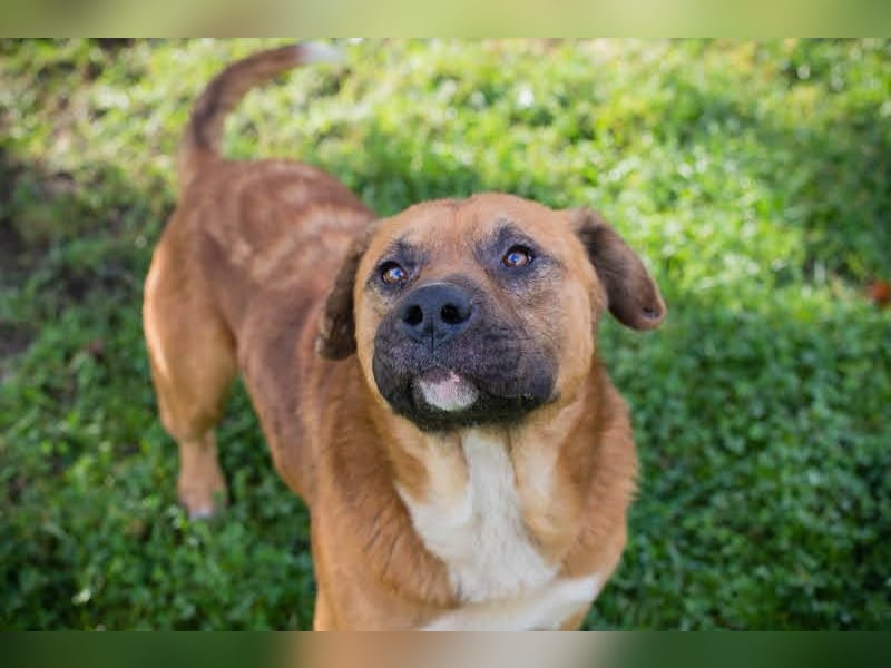 Pepe: Liebevoller Rüde