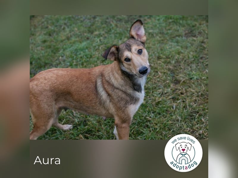 Aura: Kuschelmaus sucht Liebe