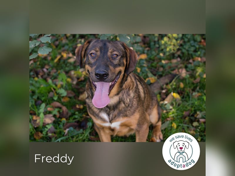 Freddy – Verspielter Entdecker sucht dich