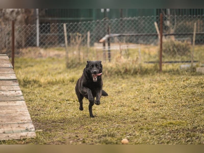Sonja: Sonnenschein sucht Zuhause