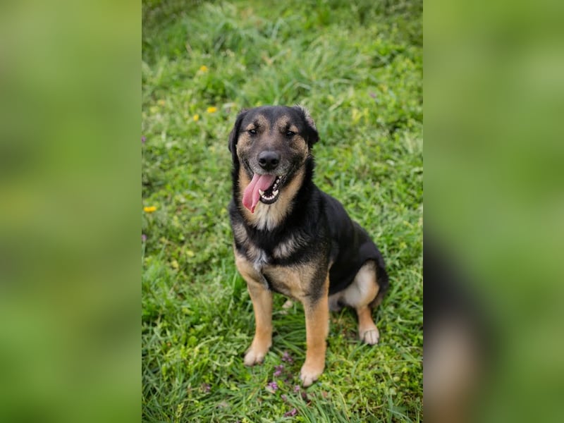 Maxi: Sonnenschein auf vier Beinen