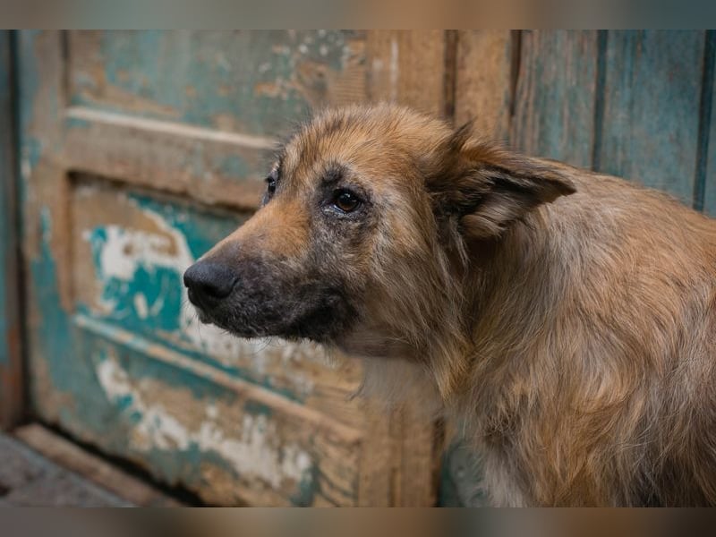 Nala sucht ein Zuhause