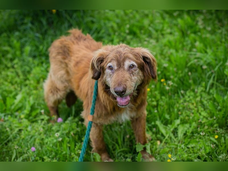 Archie sucht ein Zuhause