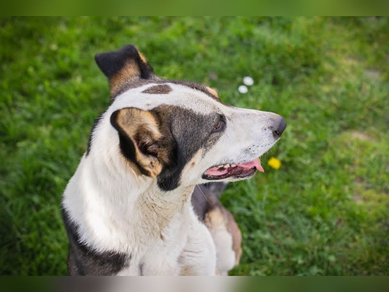 Jim: Sucht ein Abenteuer
