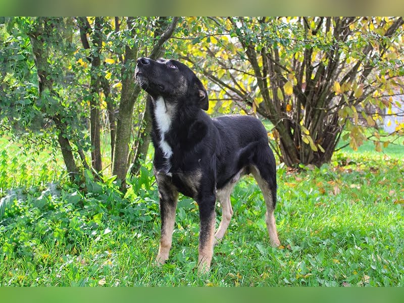 Duster: Sanfter Freund auf vier Pfoten