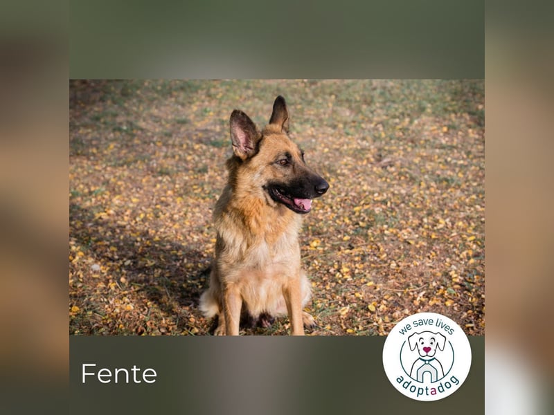 Fente: liebevolle Mama sucht fürsorgliches Zuhause