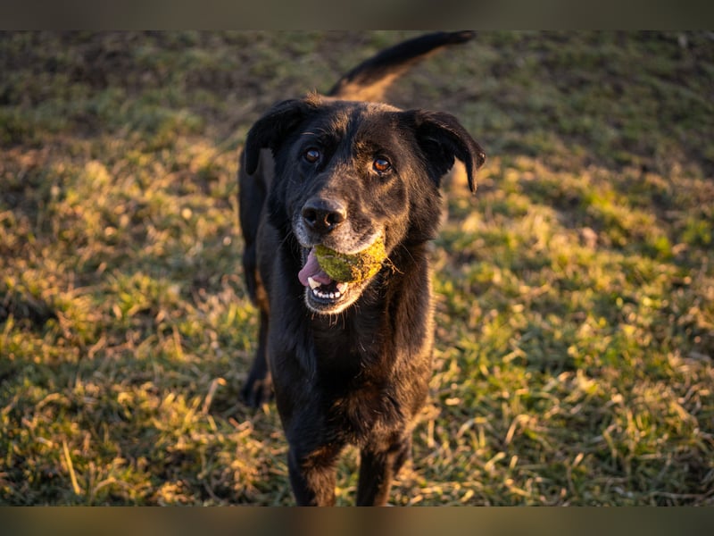 Hans: Neugieriger Rüde liebt Snacks
