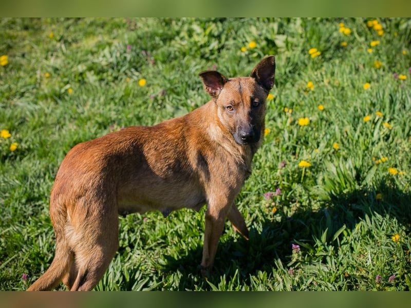 Cassy sucht ein Zuhause