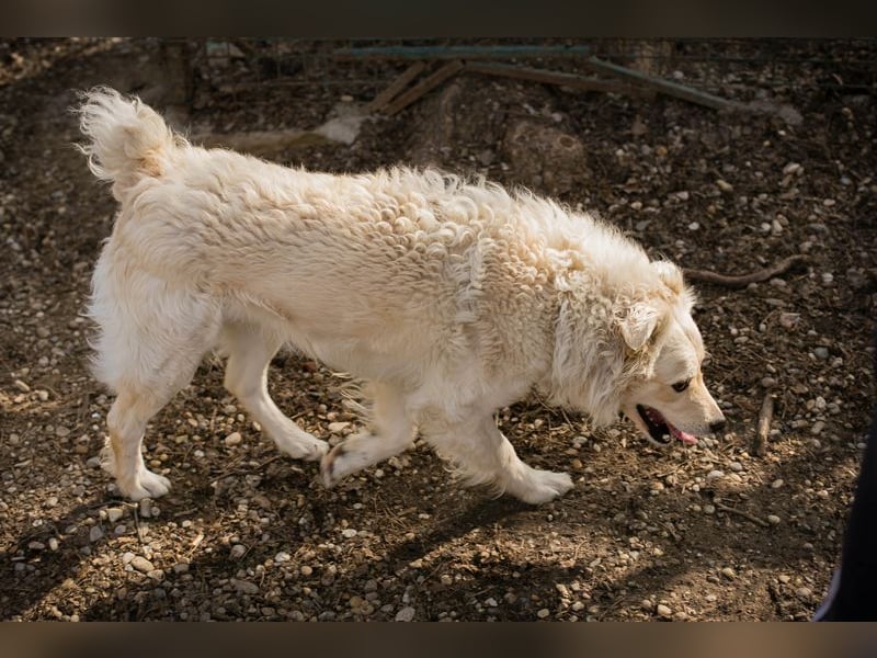 Chip 128917 sucht ein Zuhause