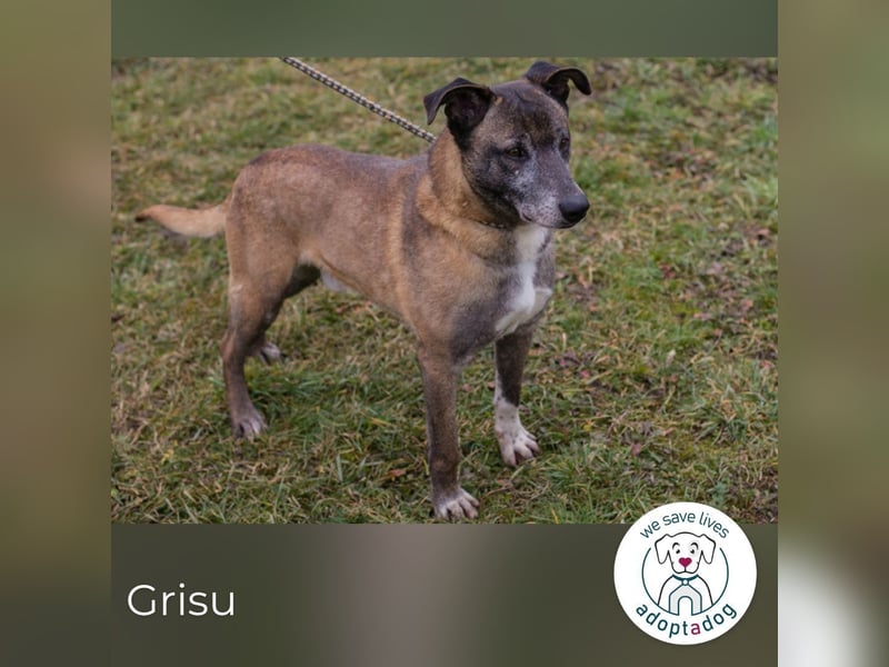 Grisu: Warum sieht ihn niemand?