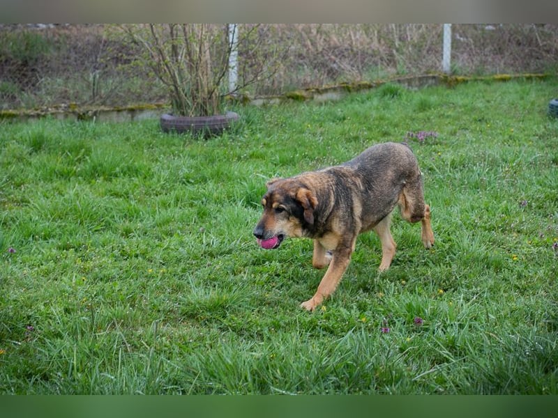 Sanaj 831820 sucht ein zu Hause