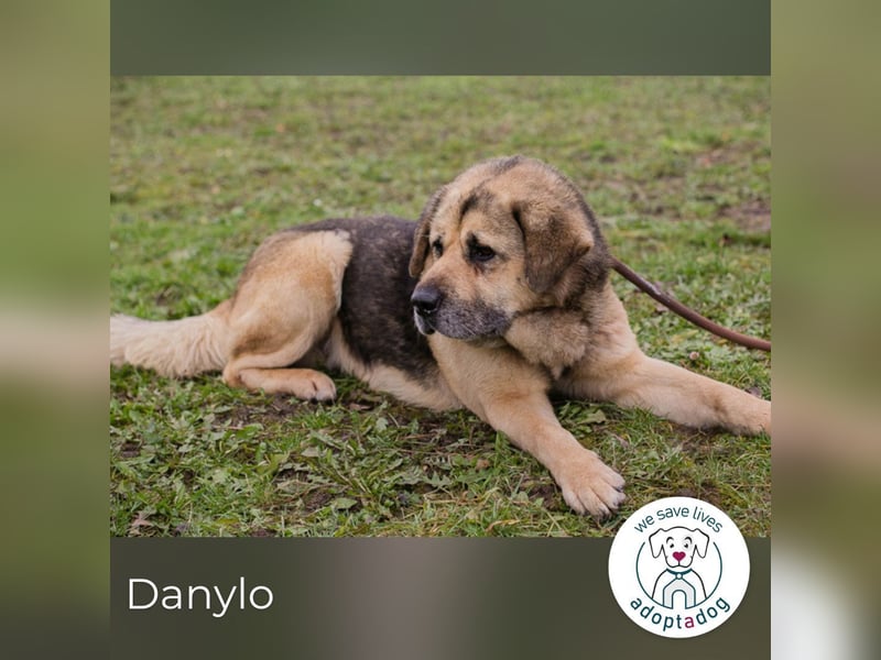 Danylo 259420 sucht ein zu Hause