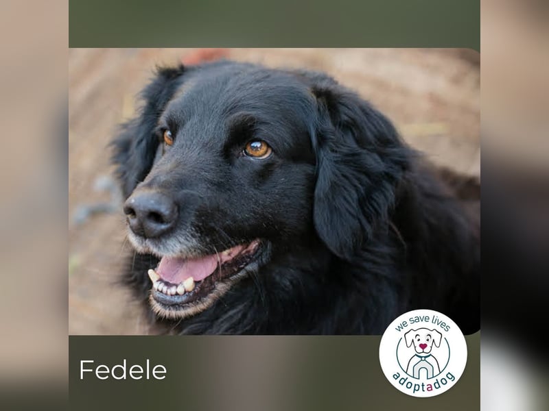Fedele wartet auf sein Glück