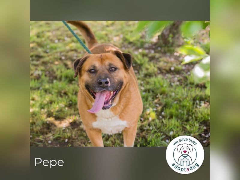 Pepe: Liebevoller Rüde