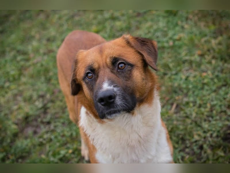 Basco: Kämpferherz sucht Liebe