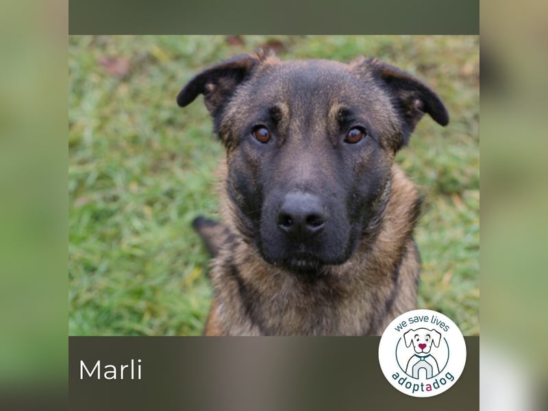Marli sucht seine Menschen