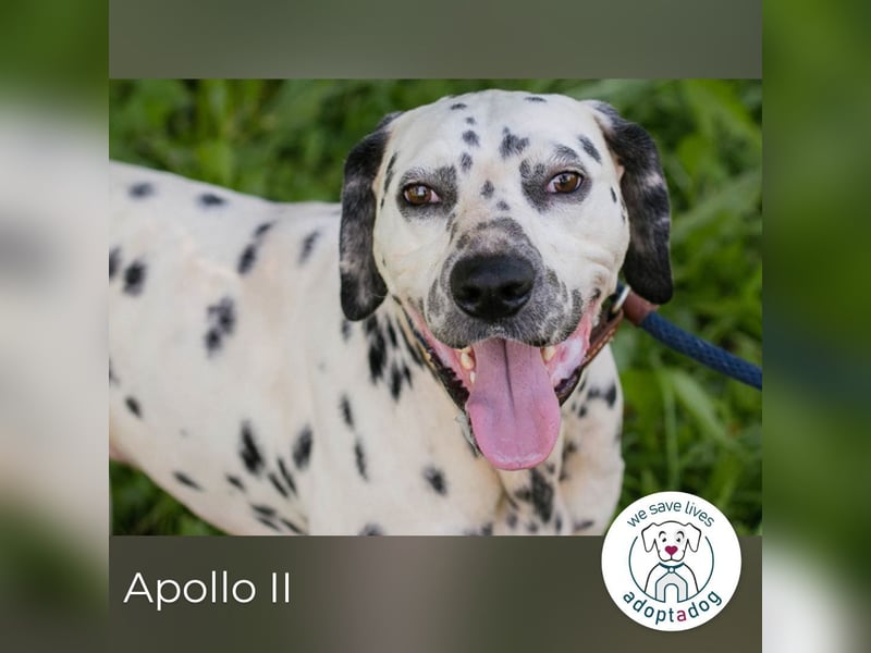 Apollo II sucht ein Zuhause