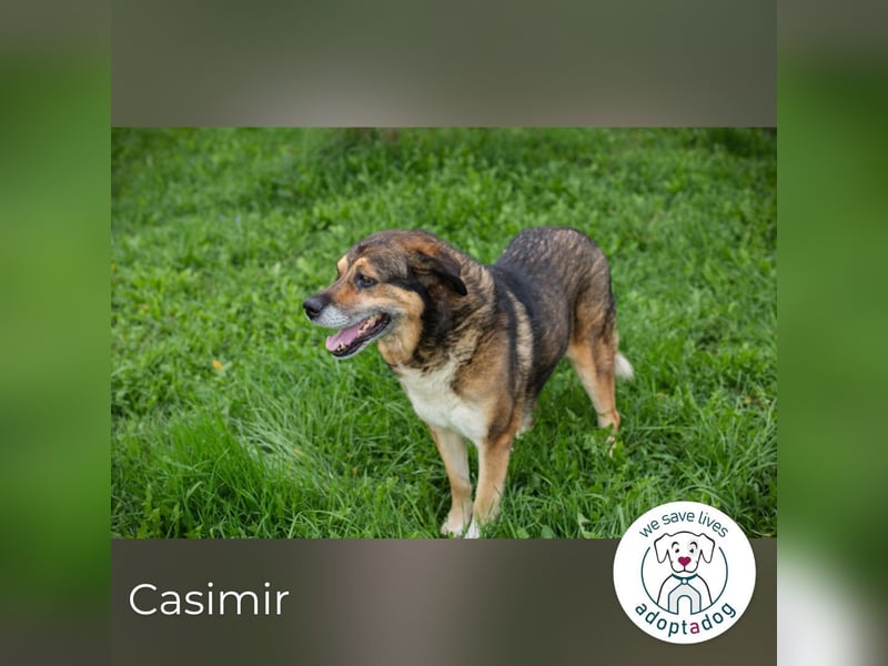 Casimir: Lieber Rüde